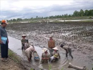 ĐBSCL: Cơ hội cho sản xuất lúa vùng tôm, lúa