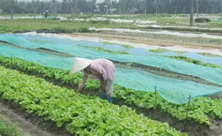 Hội Nông dân vững mạnh - Nông dân biết làm giàu