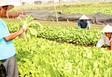 Nông dân thành phố chuyển động cùng nhịp sống đô thị