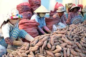 Bình luận: Cần cảnh giác hơn với các chiêu thức thu gom hàng hóa của thương lái nước ngoài