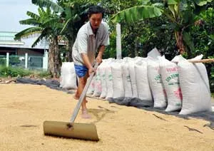 Hỗ trợ nông dân tạm trữ lúa như thế nào?