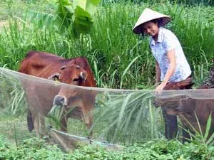 Phụ nữ nông thôn- Nét đẹp bình dị giữa đời thường