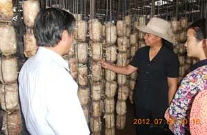Ra mắt tổ trồng nấm liên kết ở Củ Chi