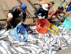 Xúc tiến đầu tư thủy sản vùng ĐBSCL: Cần đẩy mạnh tính liên kết vùng
