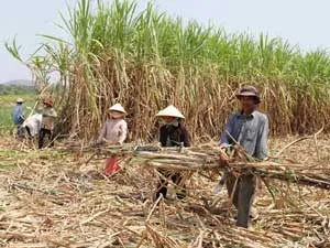 Giá mía 10 chữ đường tại ruộng giảm