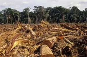 10 tháng năm 2012, cả nước có trên 3.100 ha rừng bị chặt phá và cháy