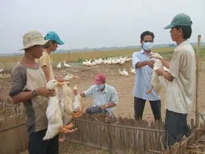Đông Nam bộ và ĐBSCL: vẫn còn dịch cúm gia cầm, lở mồm long móng