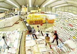 Hơn 70% nông dân ĐBSCL không tạm trữ lúa