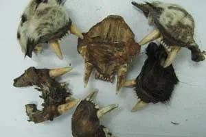 Thu giữ hàng trăm móng và răng động vật hoang dã quí hiếm nhập khẩu trái phép