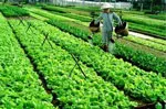 Đảm bảo nguồn rau sạch cung ứng Tết 2013