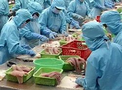 6 doanh nghiệp cá tra được chứng nhận tiêu chuẩn sản xuất bền vững