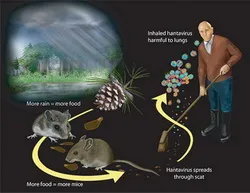 Cảnh giác với Hantavirus lây từ chuột