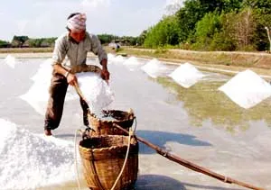 Năm 2012 tiêu thụ trên 90% lượng muối sản xuất tại Cần Giờ