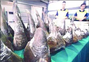 Nam Phi và Việt Nam ký thỏa thuận ngăn chặn vấn nạn săn trộm tê giác