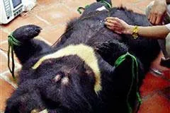 Bảo vệ động vật hoang dã- bài 1: Tiếng kêu cứu nơi rừng hoang