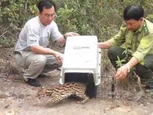 Bảo vệ động vật hoang dã- Bài 2: Vui buồn cùng nghề cứu hộ động vật hoang dã