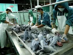 Tổng Công ty Nông nghiệp Sài Gòn tham gia bình ổn thị trường Tết