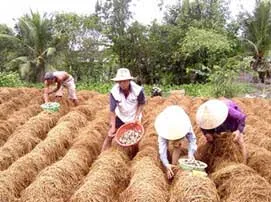 Nấm biến rơm rạ thành ngoại tệ bri Bài 1: “Tiềm năng và nghịch lý của ngành nấm VN”/i