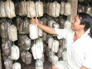 Nấm biến rơm rạ thành ngoại tệ briBài 2: Phát triển nghề nấm- để biến mục tiêu thành hiện thực /br/i