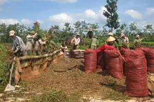 TPHCM: Nâng cao thu nhập cho xã nông thôn mới