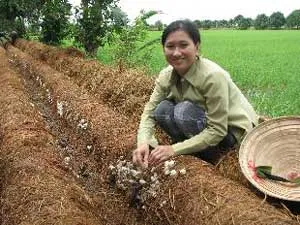 Nấm biến rơm rạ thành ngoại tệ bri Bài 3: “Để làm giàu từ nấm”/br/i