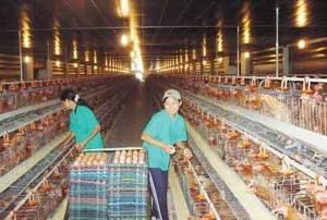 Đoàn kiểm tra TP.HCM làm việc với Công ty Cổ phần Phát triển Nông nghiệp TNXP