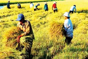 TPHCM: Giá trị sản xuất nông nghiệp bình quân tăng
