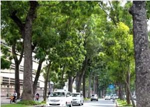 Hội Khoa học kỹ thuật lâm nghiệp TP.HCM tổng kết hoạt động năm 2012