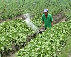 Cả nước có hơn 4 triệu nông dân sản xuất giỏi