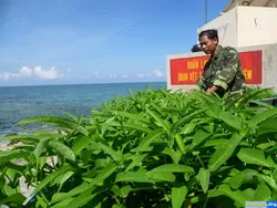Màu xanh trên các đảo chìm