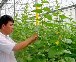 Hơn 12 tỷ đồng cho nghiên cứu nông nghiệp công nghệ cao