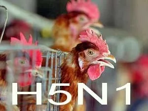 Nguy cơ cao tái phát dịch cúm gia cầm H5N1