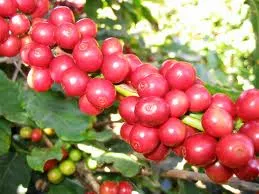 Khoảng 100.000 hécta cà phê được chứng nhận Cà phê sạch