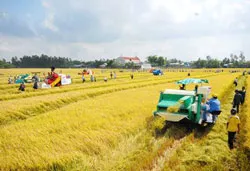 Cánh đồng mẫu lớn: Nâng tầm giá trị hạt gạo nước nhà