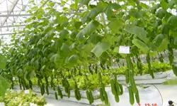 Sức xuân cho ngành nông nghiệp TP.HCM