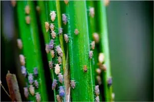 Một số lưu ý về dịch hại trên lúa Đông Xuân và Hè Thu sớm 2013