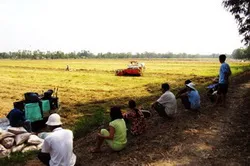 Giá lúa Đông Xuân: Mong chờ tín hiệu tích cực