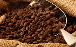 Giá cà phê trong nước tăng nhẹ