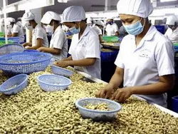 Sau Tết, ký xuất 300 container điều nhân