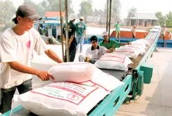 Đã thu mua tạm trữ được khoảng 15% tổng chỉ tiêu 1 triệu tấn gạo quy lúa