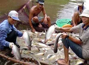 Ông Nguyễn Việt Thắng được bầu làm chủ tịch Hiệp hội cá tra Việt Nam