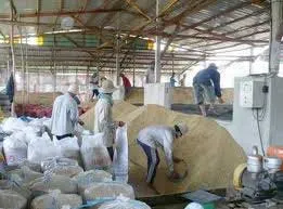 VĐHN: Thu mua tạm trữ lúa - Doanh nghiệp cần chủ động