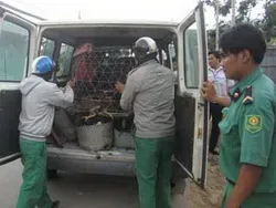 Nguy cơ tái phát Cúm gia cầm rất cao