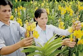Nhìn lại 3 năm triển khai xây dựng nông thôn mới trên địa bàn TPHCM