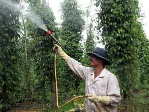 Hạn chế sử dụng hóa chất trên hồ tiêu: Giá xuất khẩu sẽ được đảm bảo