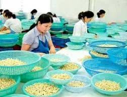 Giá mua điều thô trong nước tăng