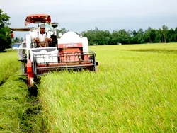 Kiên định sản xuất giống lúa chất lượng cao