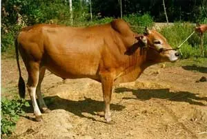 Trao tặng bò lai Sind cho 5.000 hộ nông dân nghèo