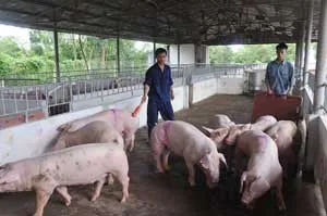 Tinh thần xung phong trên mặt trận kinh tế