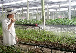 Quận 12: Nhiều hiệu quả từ chương trình chuyển dịch cơ cấu nông nghiệp